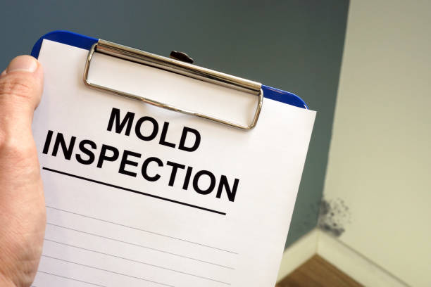 Best Attic Mold Removal  in Houston, TX